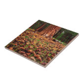 Ponderosa-Baum mit Kiefern Fliese (Seite)