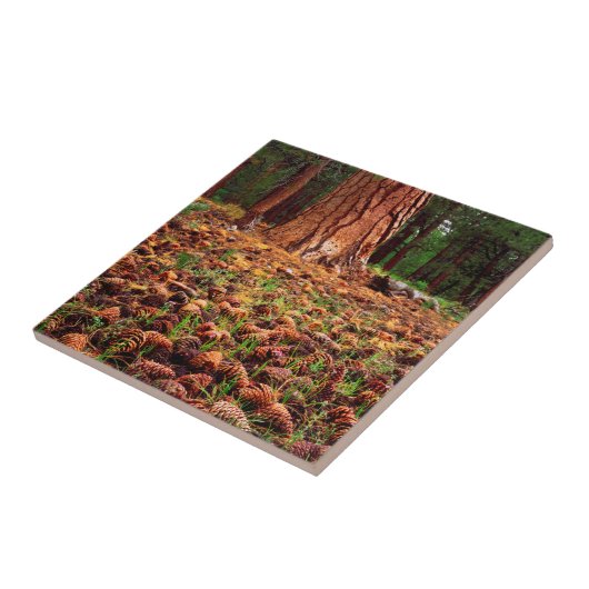 Ponderosa-Baum mit Kiefern Fliese (Seite)