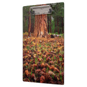 Ponderosa-Baum mit Kiefern Klemmbrett (Links)