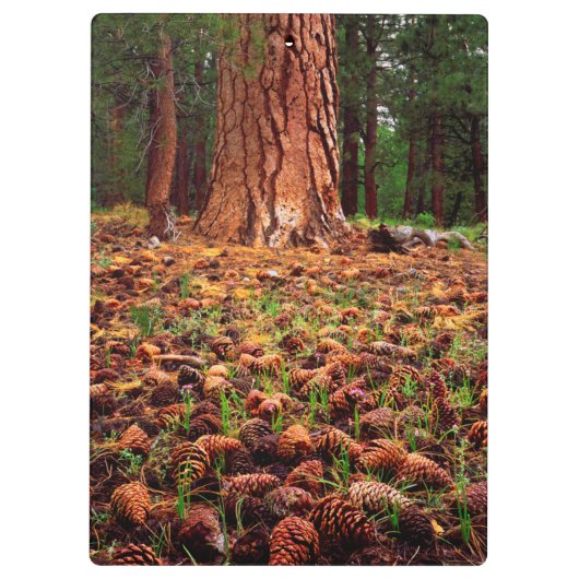 Ponderosa-Baum mit Kiefern Klemmbrett (Rückseite)