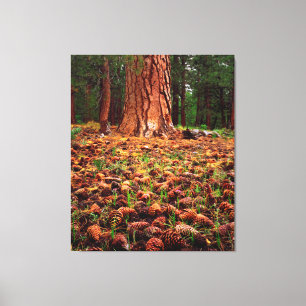 Ponderosa-Baum mit Kiefern Leinwanddruck