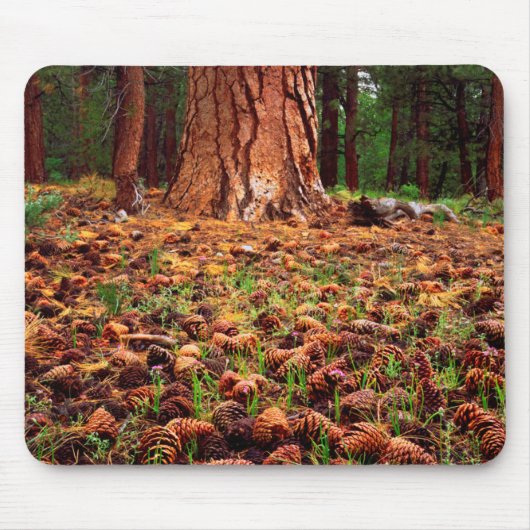 Ponderosa-Baum mit Kiefern Mousepad (Vorne)