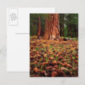Ponderosa-Baum mit Kiefern Postkarte (Vorne/Hinten)