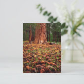 Ponderosa-Baum mit Kiefern Postkarte (Stehend Vorderseite)