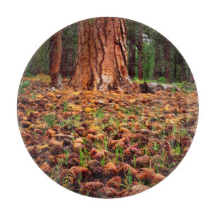 Ponderosa-Baum mit Kiefern Schneidebrett