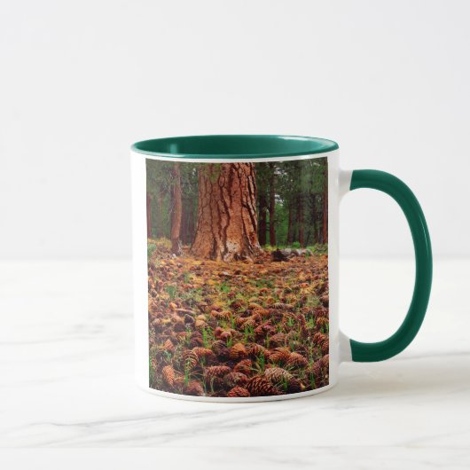 Ponderosa-Baum mit Kiefern Tasse (Rechts)