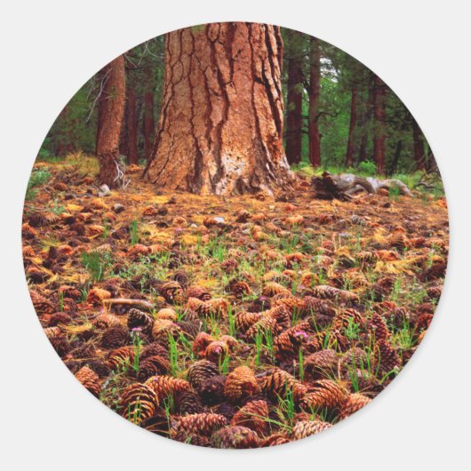 Ponderosa-Baum mit Kiefernzapfen Runder Aufkleber (Vorderseite)