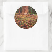 Ponderosa-Baum mit Kiefernzapfen Runder Aufkleber (Tasche)