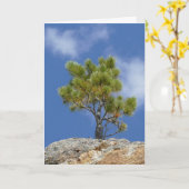 Ponderosa-Kiefer, Custer, SD - Karte (Gelbe Blume)