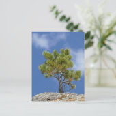 Ponderosa-Kiefer, Custer, SD - Postkarte (Stehend Vorderseite)