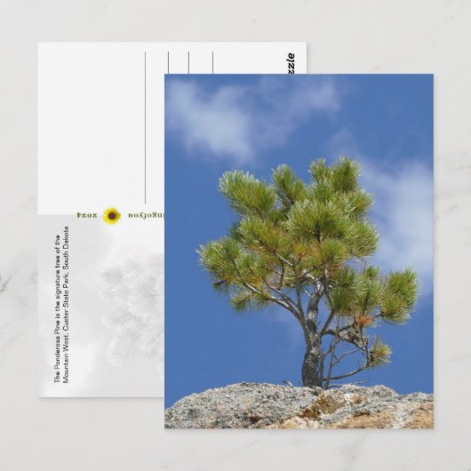 Ponderosa-Kiefer, Custer, SD - Postkarte (Vorne/Hinten)