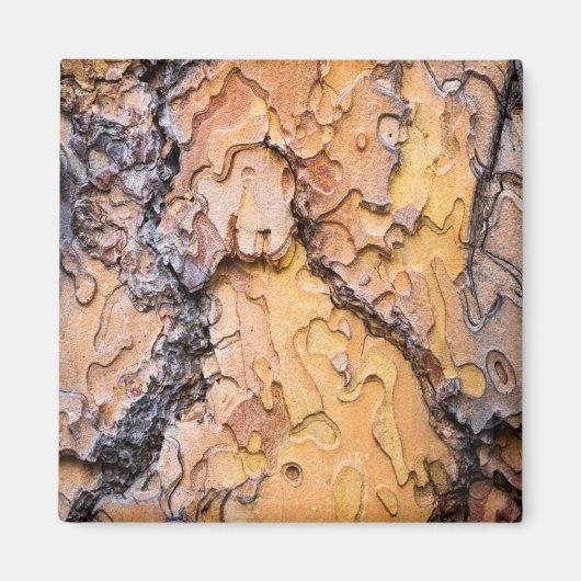 Ponderosa-Kiefernrinde, Washington Magnet (Vorne)