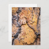 Ponderosa-Kiefernrinde, Washington Postkarte (Vorne/Hinten)