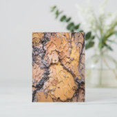 Ponderosa-Kiefernrinde, Washington Postkarte (Stehend Vorderseite)