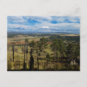 Ponderosa Pine aus Devils Tower Postkarte
