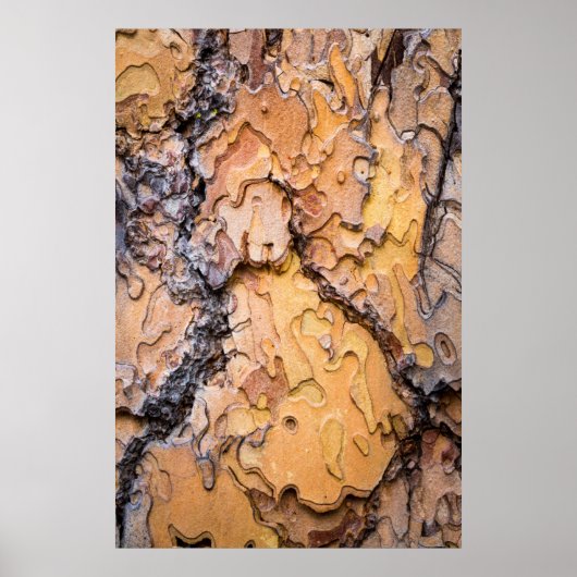 Ponderosa pine bark, Washington Poster (Vorne)