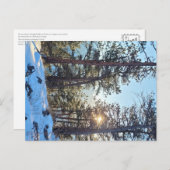 Ponderosa Shine Colorado Bergsee-Zauber Postkarte (Vorne/Hinten)