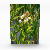 Pondside Elegante: Blume im Blut Fotoblock (Vorderseite)