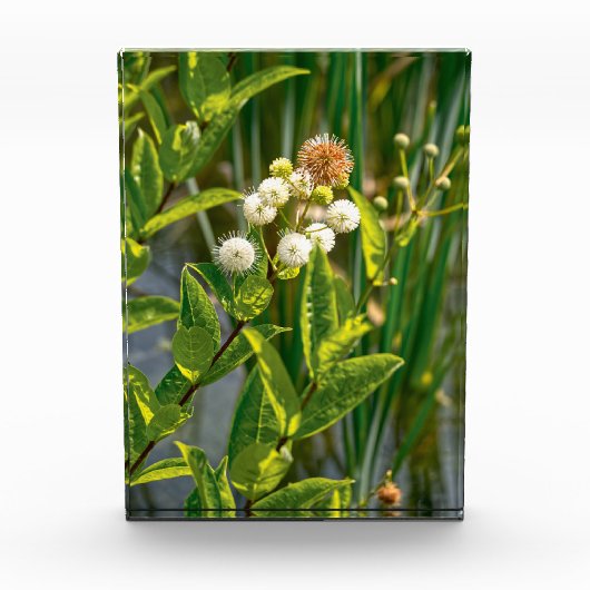 Pondside Elegante: Blume im Blut Fotoblock (Vorderseite)