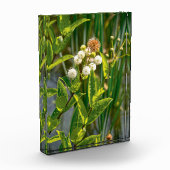 Pondside Elegante: Blume im Blut Fotoblock (Links)