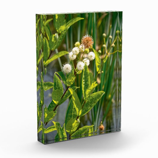 Pondside Elegante: Blume im Blut Fotoblock (Links)