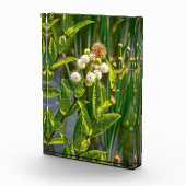 Pondside Elegante: Blume im Blut Fotoblock (Rechts)