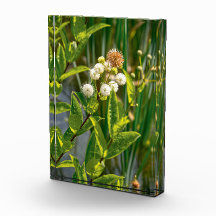 Pondside Elegante: Blume im Blut