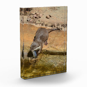 **"Pondside Fest: Ein Otter und seine Fänge"** Fotoblock