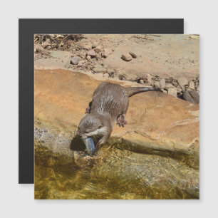 **"Pondside Fest: Ein Otter und seine Fänge"** Magnetkarte