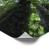 Pongabäume in üppiger, heimischer Buschlandschaft Poster (Ecke)