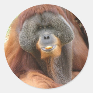 Pongo-Orang-Utan Affen-Aufkleber Runder Aufkleber