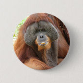 Pongo-Orang-Utan Affen-rundes Button (Vorderseite)