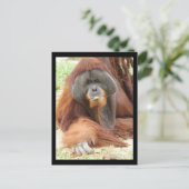 Pongo Orangutan Ape Postcard Postkarte (Stehend Vorderseite)