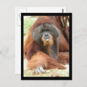 Pongo Orangutan Ape Postcard Postkarte (Vorne/Hinten)