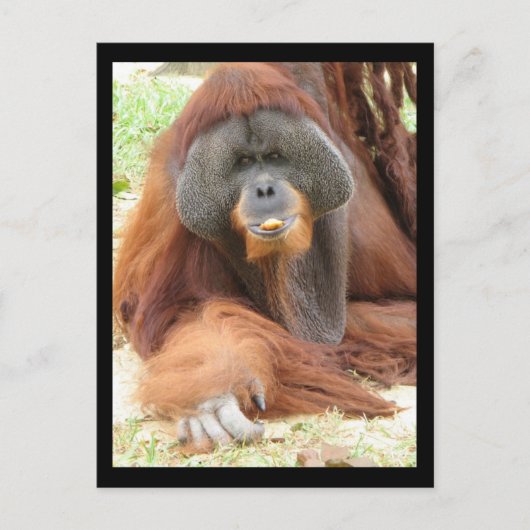 Pongo Orangutan Ape Postcard Postkarte (Vorderseite)