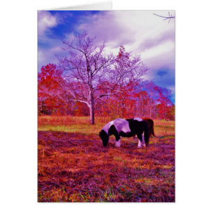 PONIEN IN EINEM RAINBOW-FELD