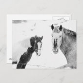 Ponies in Snowstorm Postkarte (Vorne/Hinten)