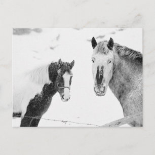 Ponies in Snowstorm Postkarte