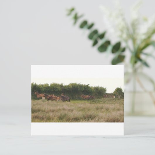 ponies.jpg postkarte (Stehend Vorderseite)