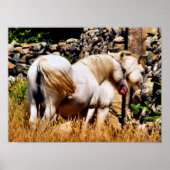 PONIES POSTER (Vorne)