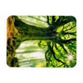 Ponthus' Beech Magnet (Horizontal)