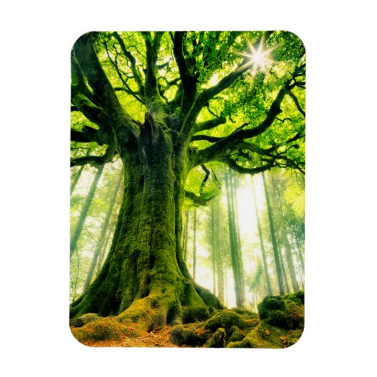 Ponthus' Beech Magnet (Vertikal)