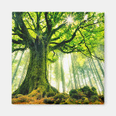 Ponthus' Beech Magnet (Vorne)