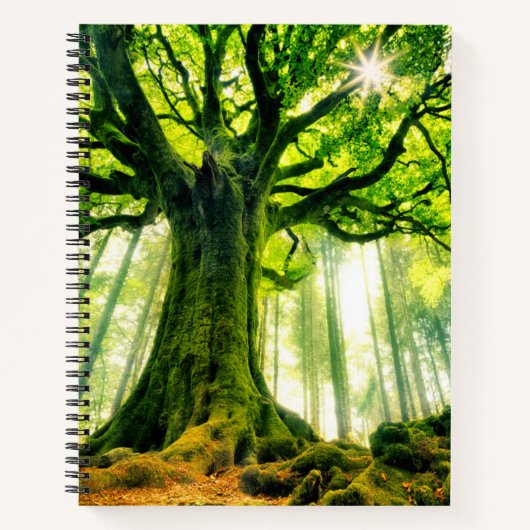 Ponthus' Beech Notizblock (Vorderseite)