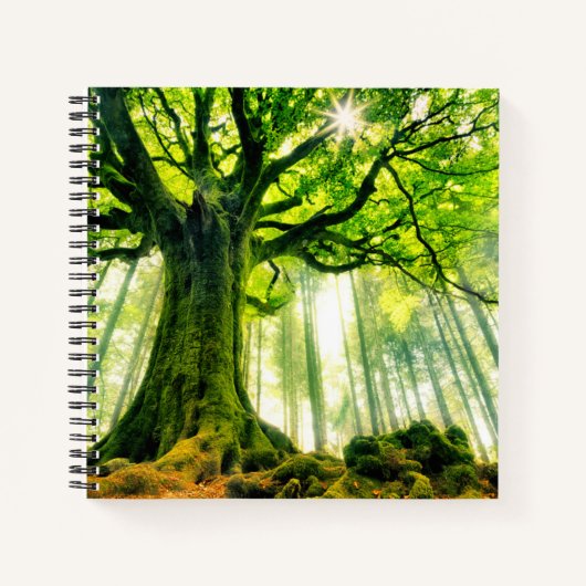 Ponthus' Beech Notizblock (Vorderseite)