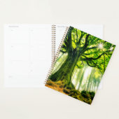 Ponthus' Beech Planer (Anzeige)