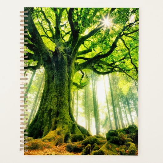 Ponthus' Beech Planer (Vorderseite)