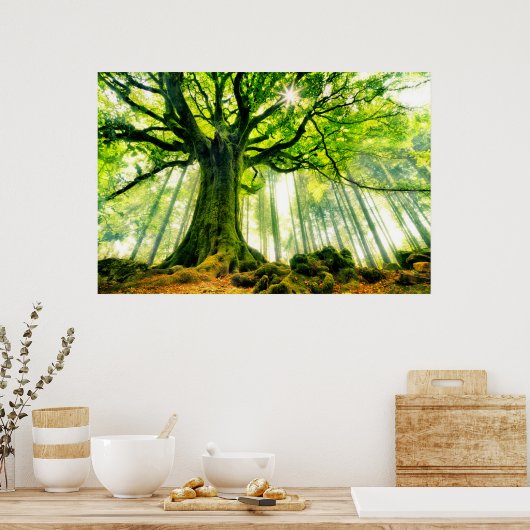 Ponthus' Beech Poster (Küche)