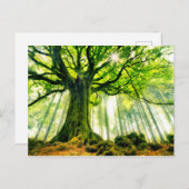 Ponthus' Beech Postkarte (Vorne/Hinten)