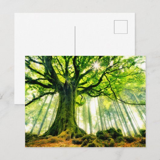 Ponthus' Beech Postkarte (Vorne/Hinten)